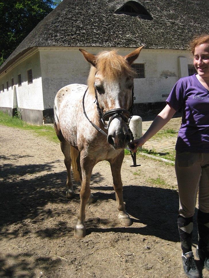 Anden særlig race Jolly Jumper - Skæve ben og hængeøre = Typisk Jolly xD
Fotograf: Emma R billede 6