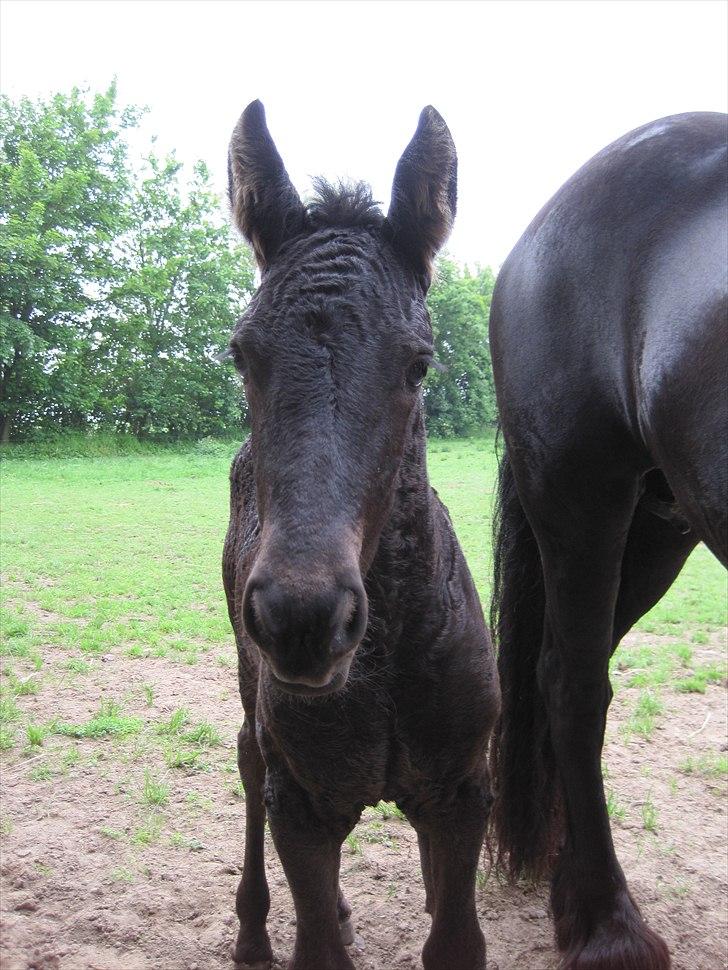Frieser Kandis Toustrup billede 1