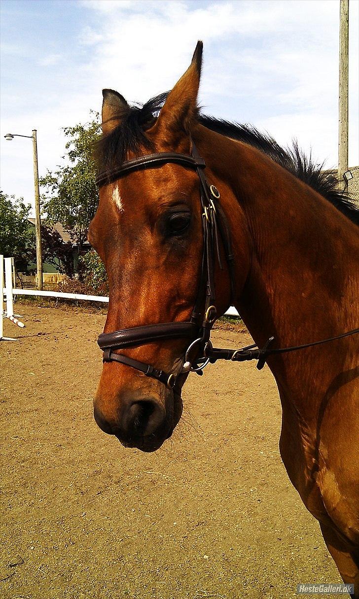 Trakehner Fast - Smuk (: billede 2