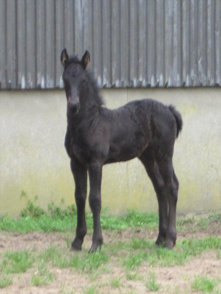 Frieser Kandis Toustrup billede 2