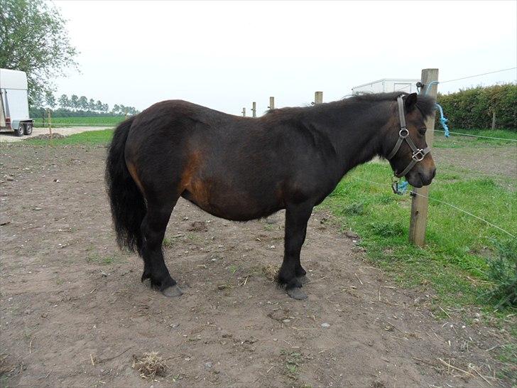 Shetlænder Tusindfryds lindsie billede 15