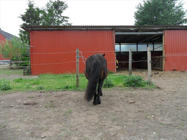 Shetlænder Tusindfryds lindsie billede 16