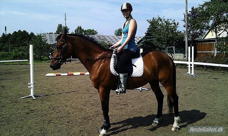 Trakehner Fast - Årh :D billede 3