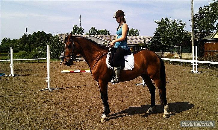 Trakehner Fast - Så skulle man lige tykke i bidet (:  billede 4