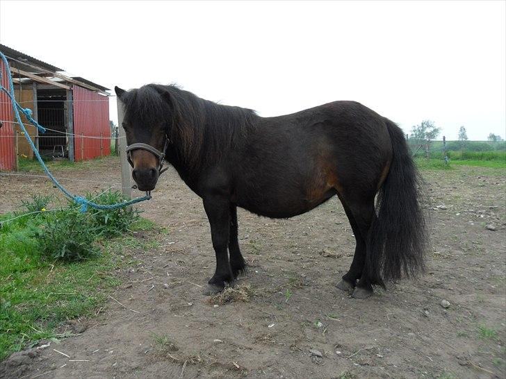 Shetlænder Tusindfryds lindsie billede 17