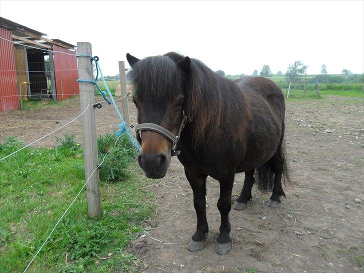 Shetlænder Tusindfryds lindsie billede 18