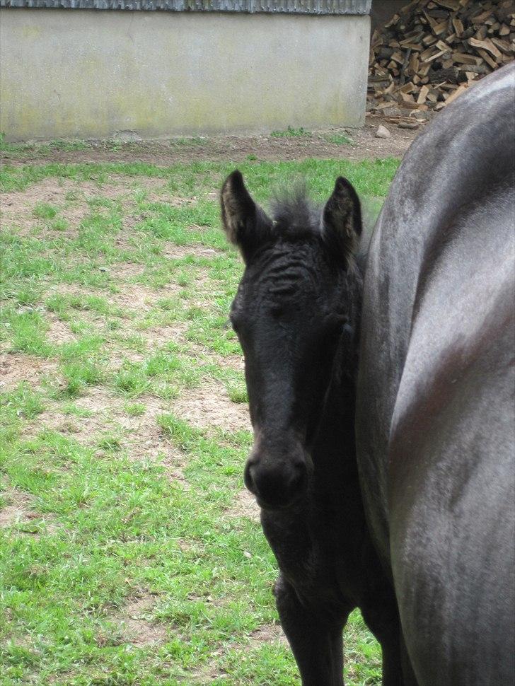 Frieser Kandis Toustrup billede 3