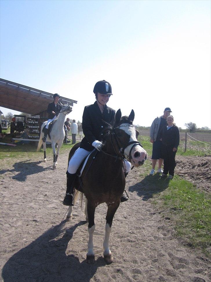 Welsh Mountain (sec A) Sunshine ~ Træner :-*. billede 7