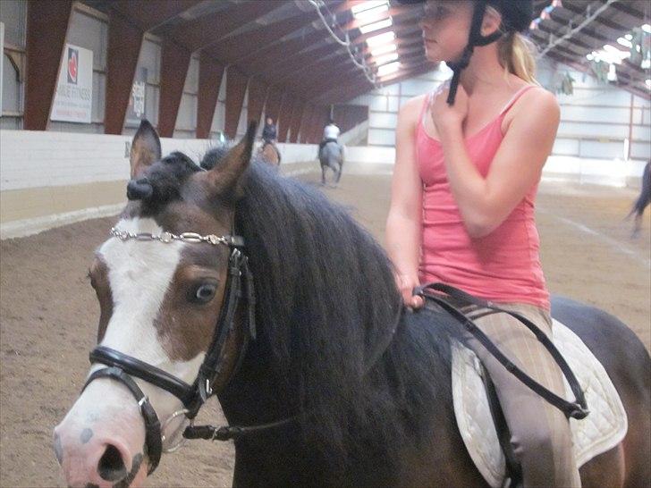 Welsh Mountain (sec A) Sunshine ~ Træner :-*. billede 8