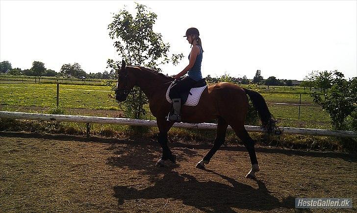 Trakehner Fast - Lidt lange tøjler, men det var godt nok også varmt! :D billede 5