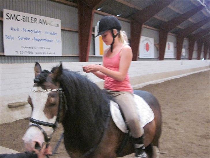 Welsh Mountain (sec A) Sunshine ~ Træner :-*. billede 9