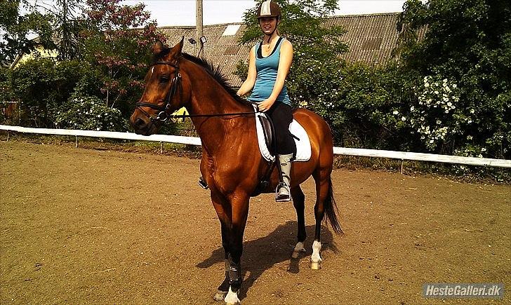 Trakehner Fast - Yay :D billede 6