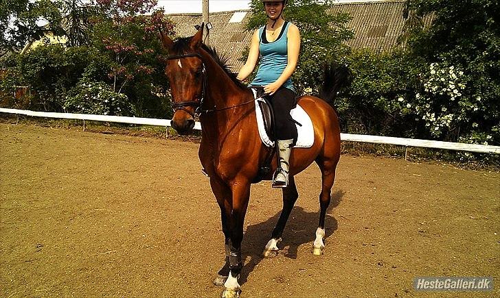 Trakehner Fast - (': billede 7