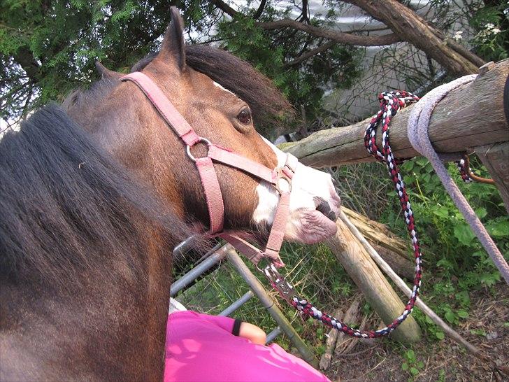 Welsh Mountain (sec A) Sunshine ~ Træner :-*. billede 10