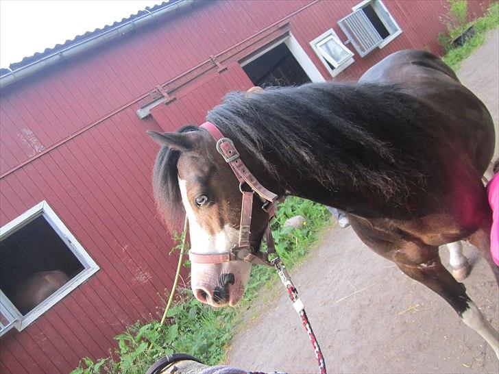 Welsh Mountain (sec A) Sunshine ~ Træner :-*. billede 11