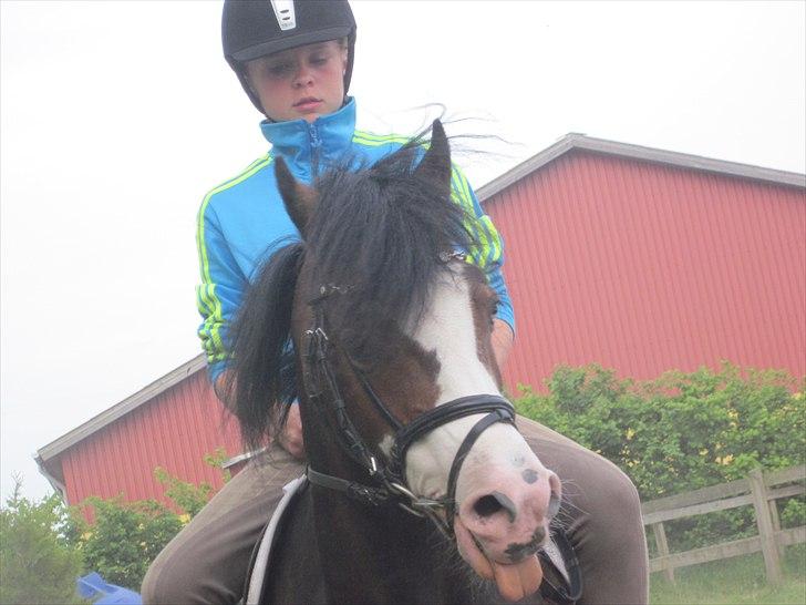 Welsh Mountain (sec A) Sunshine ~ Træner :-*. billede 13