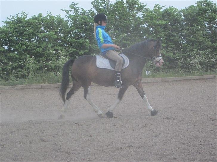 Welsh Mountain (sec A) Sunshine ~ Træner :-*. billede 1