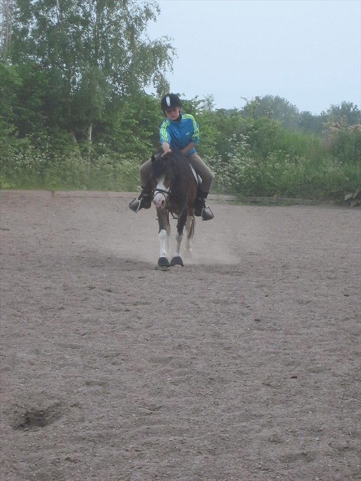 Welsh Mountain (sec A) Sunshine ~ Træner :-*. billede 14