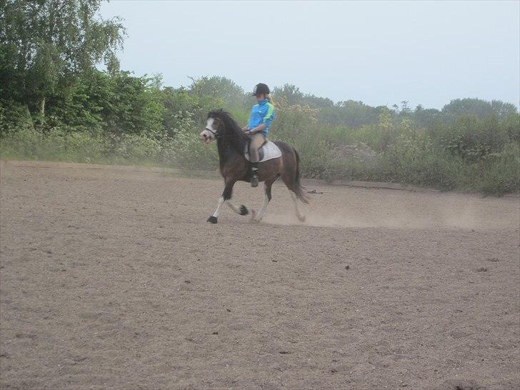 Welsh Mountain (sec A) Sunshine ~ Træner :-*. billede 15