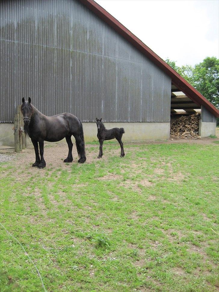 Frieser Kandis Toustrup billede 4