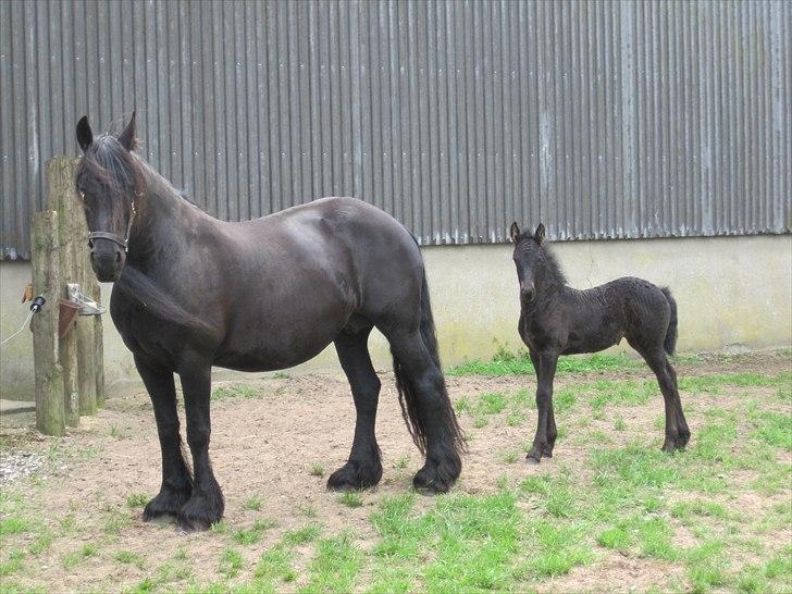 Frieser Kandis Toustrup billede 5