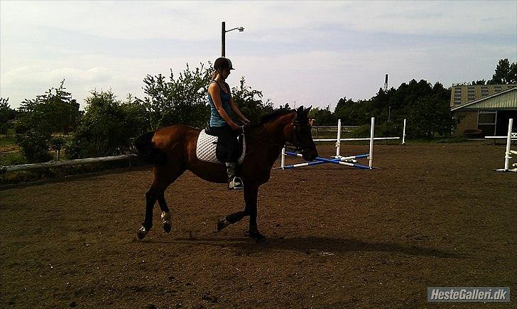 Trakehner Fast - Så kommer galoppen :D billede 8