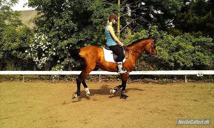 Trakehner Fast - Opmærksom det er han (:  billede 9