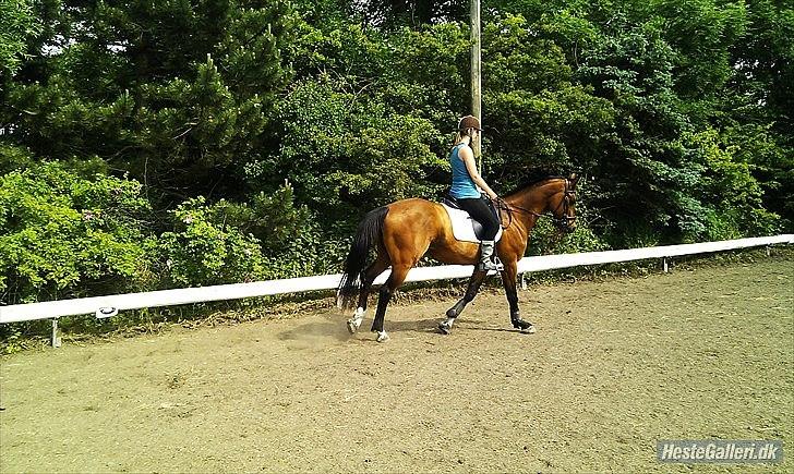 Trakehner Fast - Skønne dreng (:  billede 10