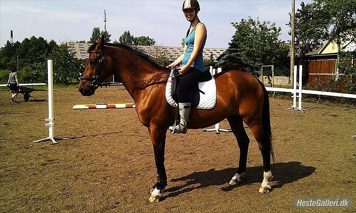 Trakehner Fast - Så skulle vi lige være fotogene igen (': billede 12