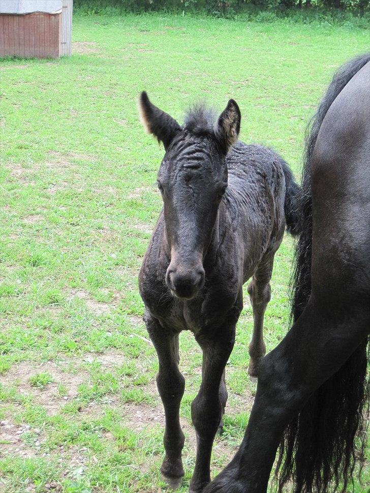 Frieser Kandis Toustrup billede 6