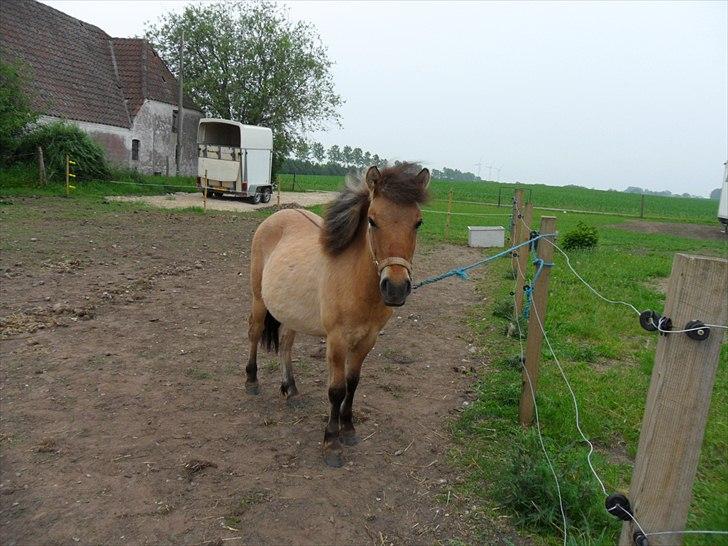 Anden særlig race Prins Knud billede 20