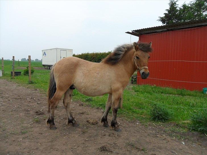 Anden særlig race Prins Knud billede 21