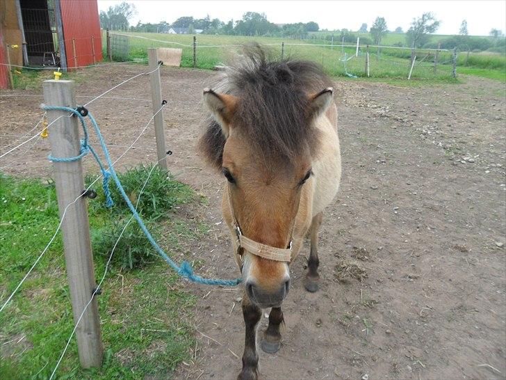 Anden særlig race Prins Knud billede 23