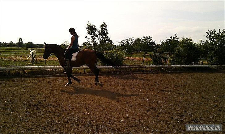 Trakehner Fast - Afsted med os!  billede 13