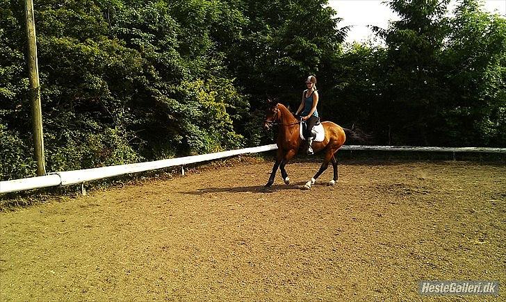 Trakehner Fast - Skøøønt (:  billede 14