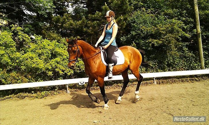 Trakehner Fast - Årh elsker det her billede!  billede 15