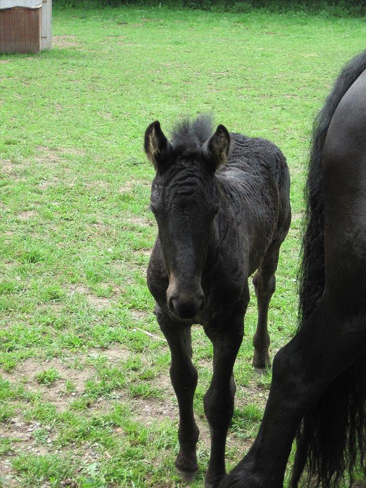 Frieser Kandis Toustrup billede 7