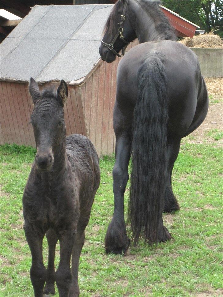 Frieser Kandis Toustrup billede 8