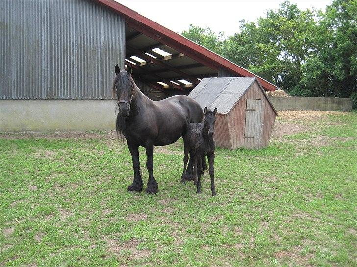 Frieser Kandis Toustrup billede 9