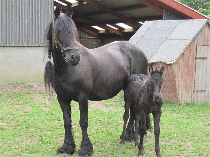 Frieser Kandis Toustrup billede 10