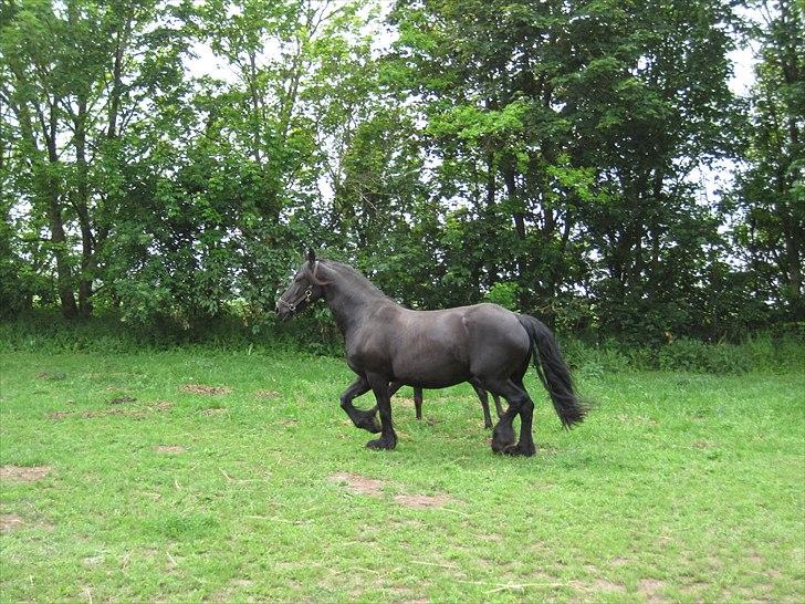 Frieser Kandis Toustrup billede 11