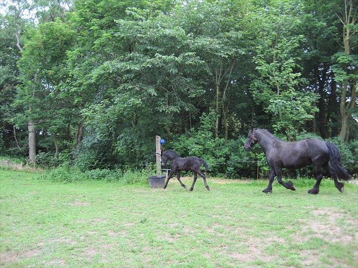 Frieser Kandis Toustrup billede 12