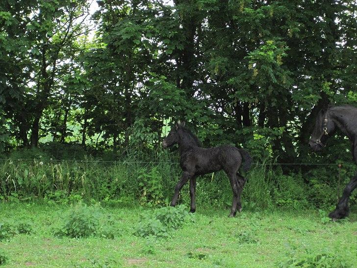 Frieser Kandis Toustrup billede 13