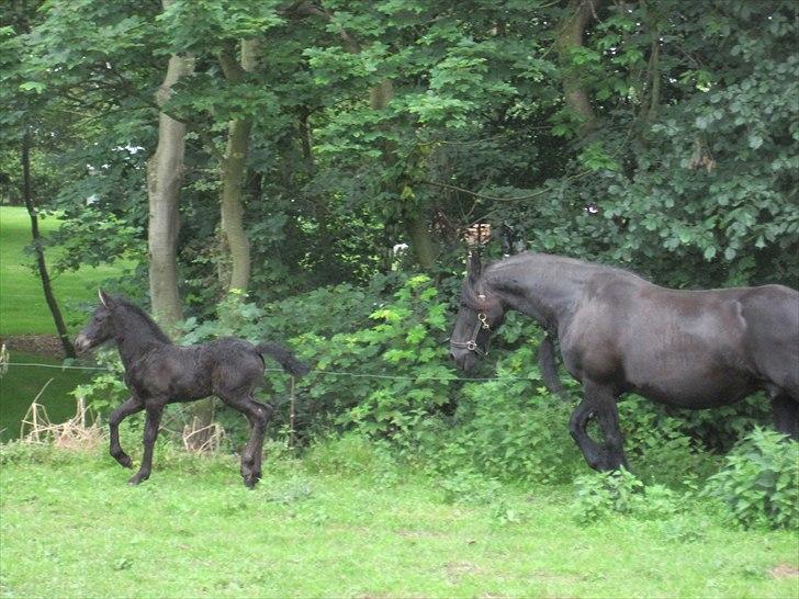 Frieser Kandis Toustrup billede 14