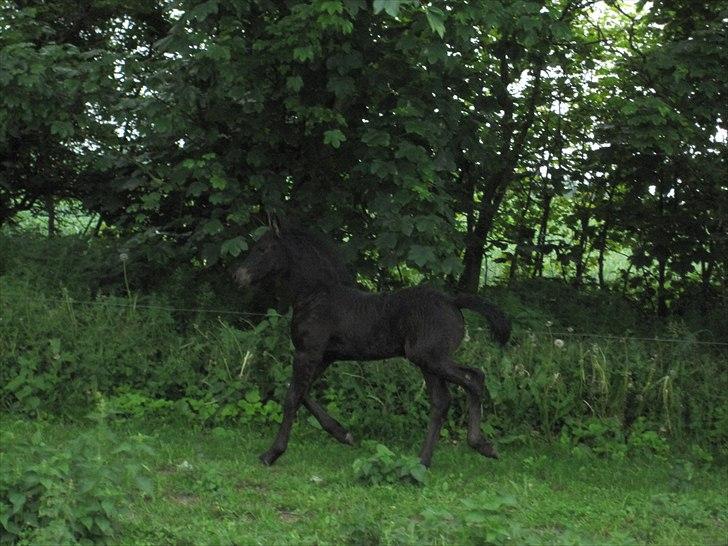 Frieser Kandis Toustrup billede 15