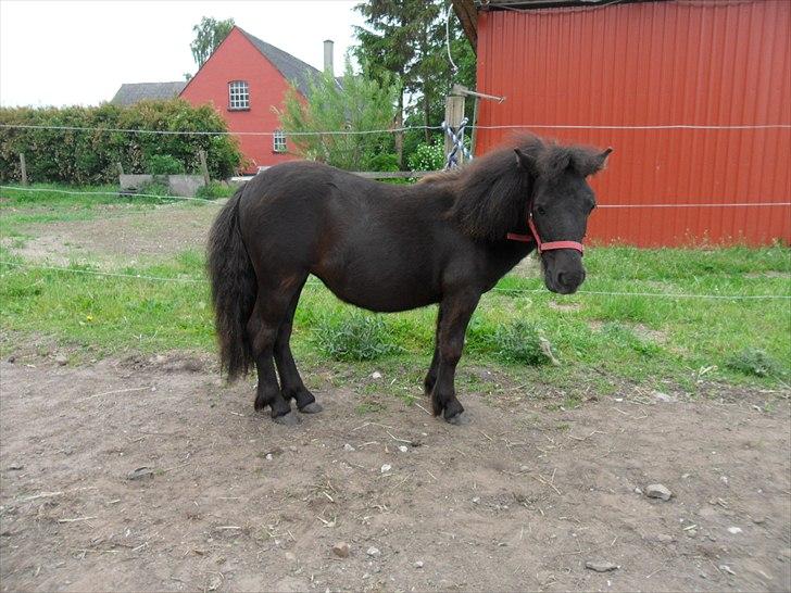 Shetlænder Ringemarkens Duchess billede 13