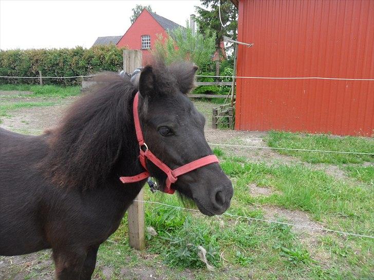 Shetlænder Ringemarkens Duchess billede 14