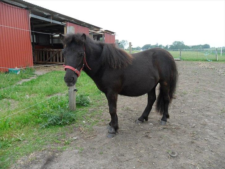 Shetlænder Ringemarkens Duchess billede 15