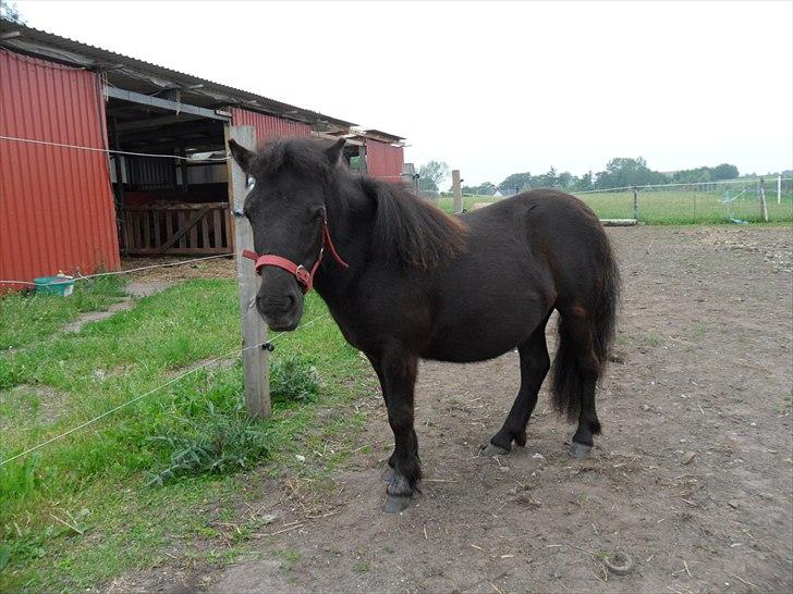 Shetlænder Ringemarkens Duchess billede 16