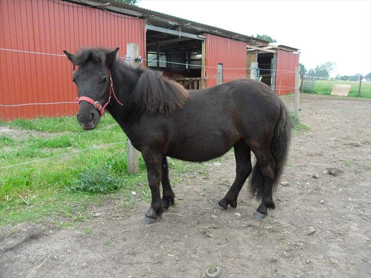 Shetlænder Ringemarkens Duchess billede 17